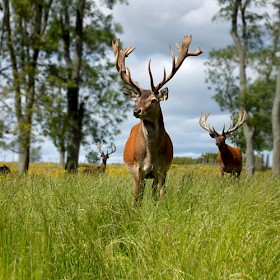 Scottish Wildlife - Deers